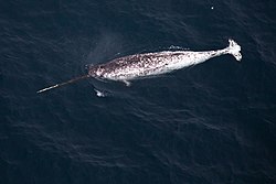 A narwhal in its natural habitat