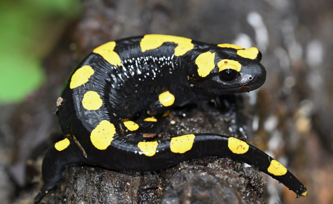 An Egyptian salamander